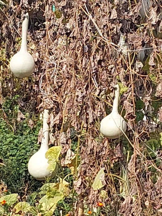 Срочно продам тыквы декоративные