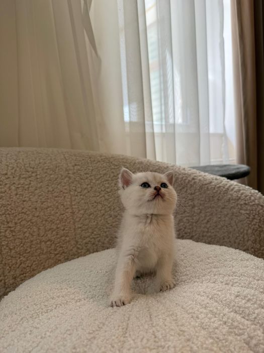Puiut British Shorthair chinchilla silver