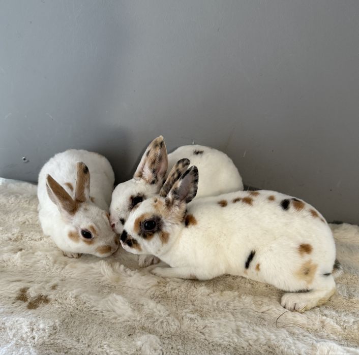 Vand iepuri rex pitic