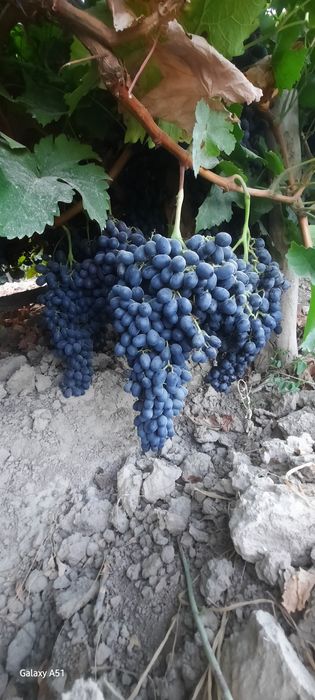 Ishonchli mevali va manzarali ko'chatlar sotamiz