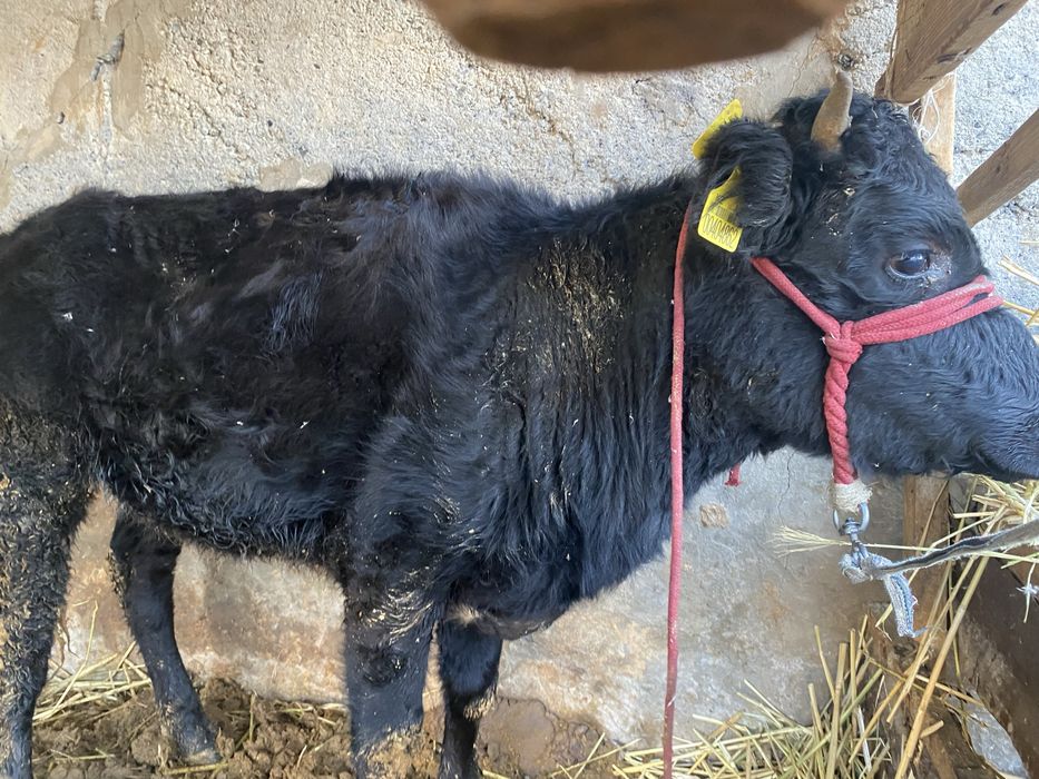 Кашар сатылады….