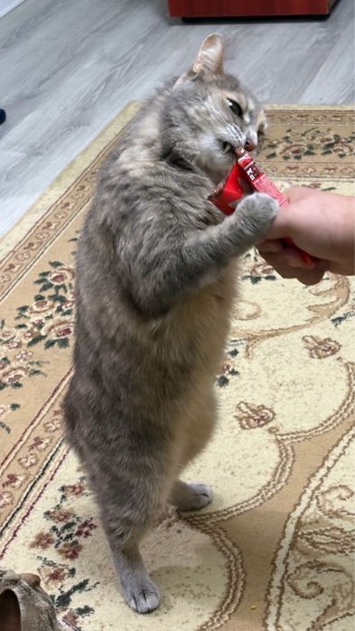 отдадим кошечку в добрые руки