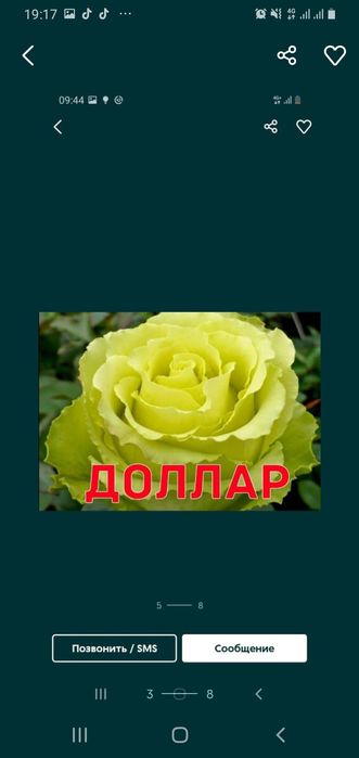 Розый бутонами и корнями