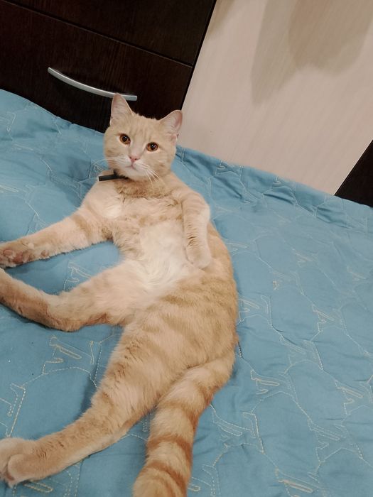 Отдам в добрые руки
