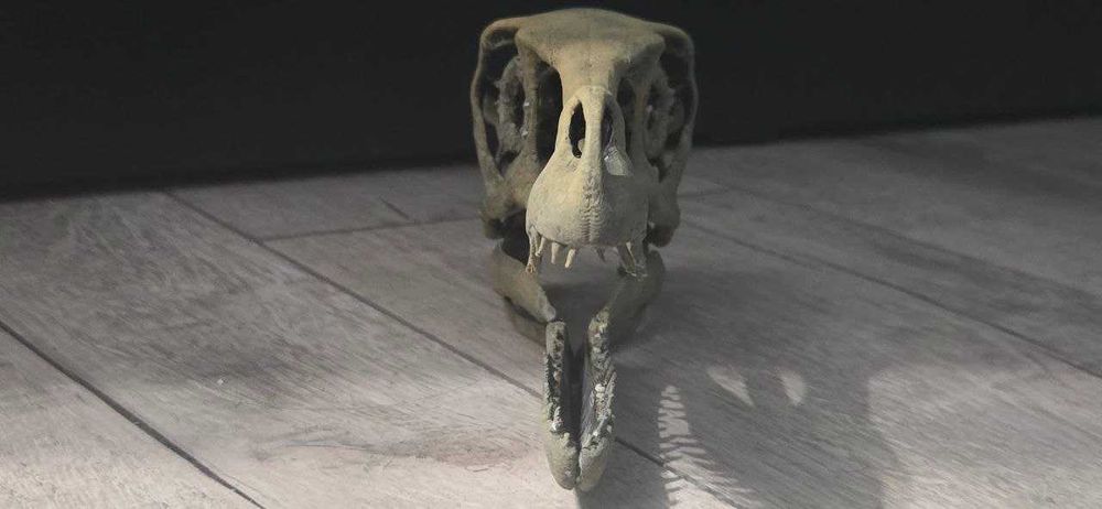 1:1 реплика на череп на велоцераптор фосил - velociraptor mongoliensis