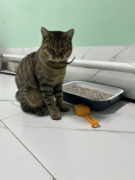 Отдам взрослого кота- мышелова