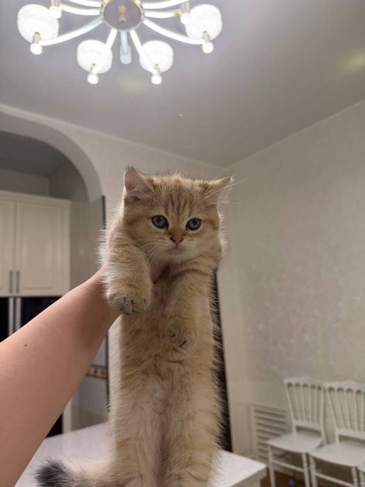 Золотая шиншилла