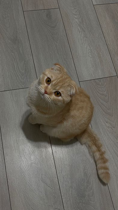 кошка шотландский выслоух