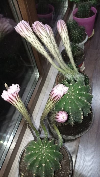 Продается Кактус цветущий