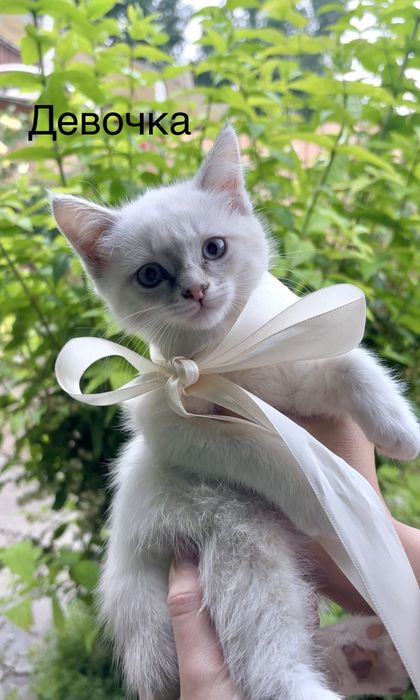Котятки в любящие и надежные руки