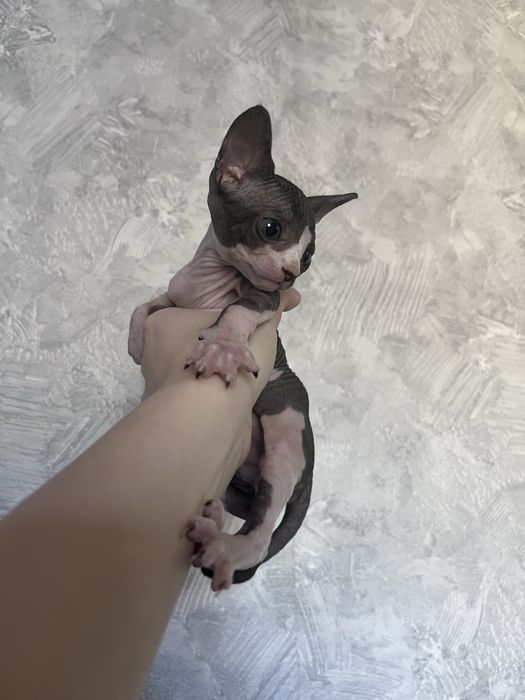 Котенок Канадского сфинкса