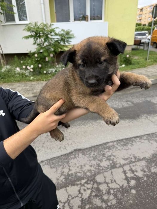 Pui de malinois isi cauta casuta noua in varsta de 1 luna jumate