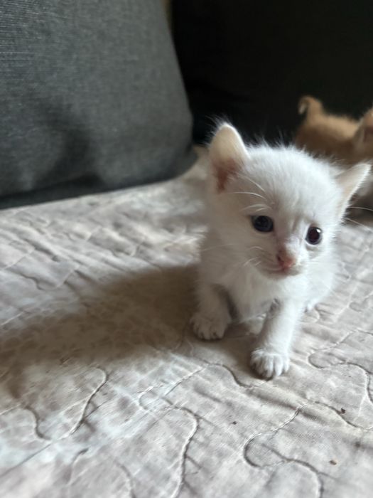 Милые котята бесплатно