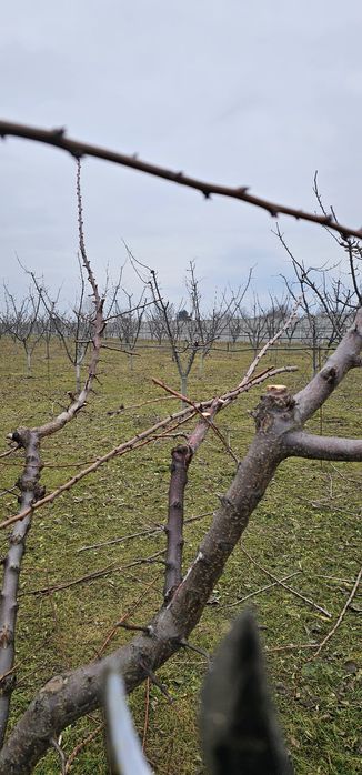 Taieri la pomii fructiferi