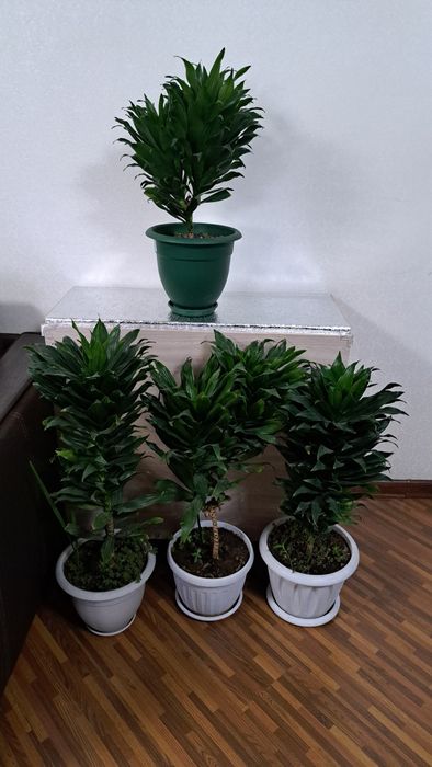 Комнатные  цветы