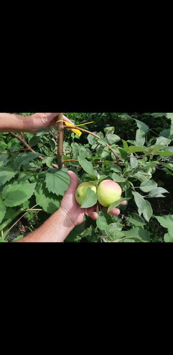 Саженцы яблони (ассортимент).