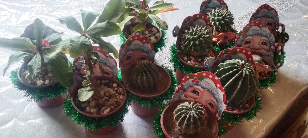 Кактусы и сукулент новогодние подарки