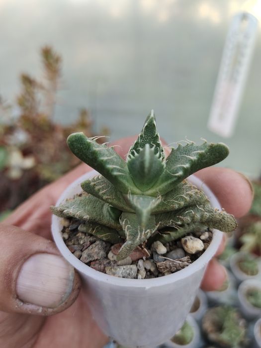 Продаются домашние суккуленты