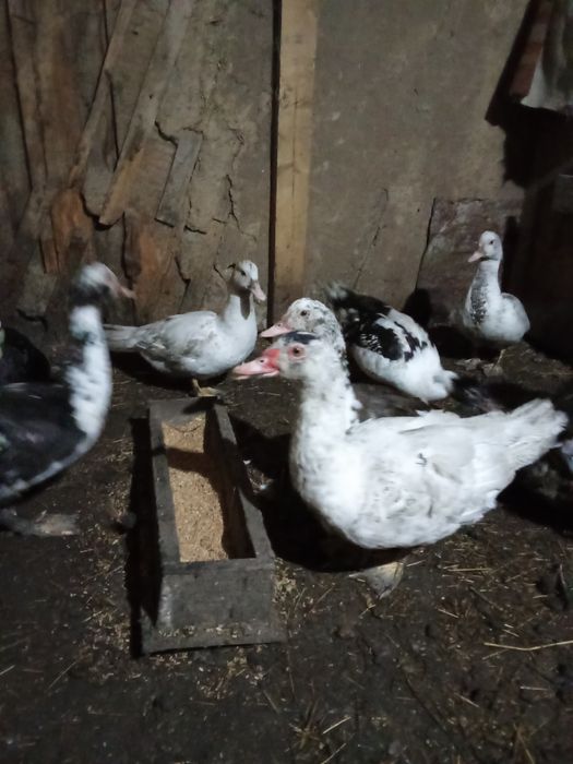 Продам индоуток в городе