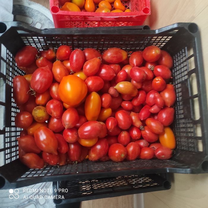 Томаты засолочные