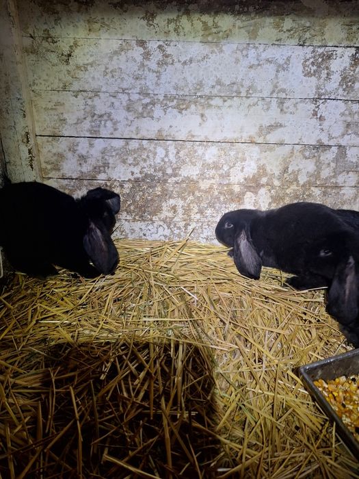 Vand iepuri BG de 1 luna