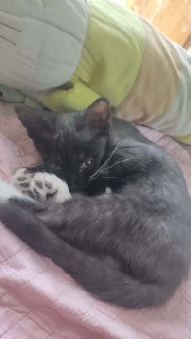 Котёнок мальчик!