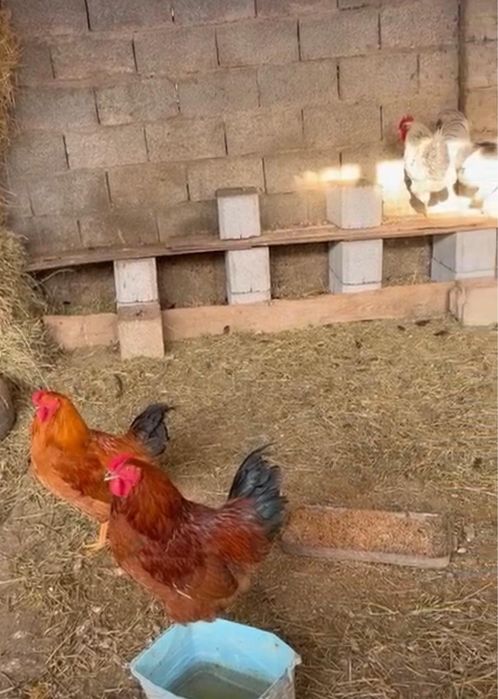 6 қораз   сегіз айлық сатылады