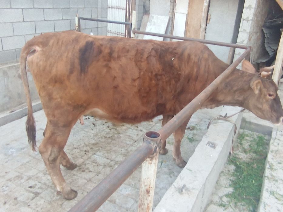 Таргыл сигир сотилади богоз 7ойлик