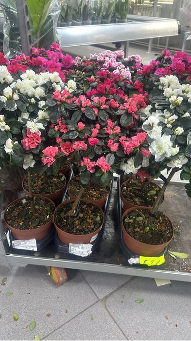 Комнатные цветы оптом