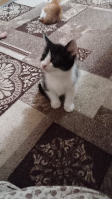 Отдам в добрые руки котят