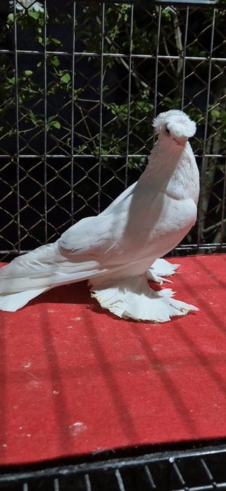 Гулбадам самессссс