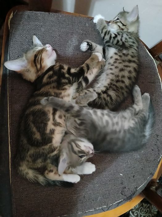 Мушукчалар мехрибон колларга