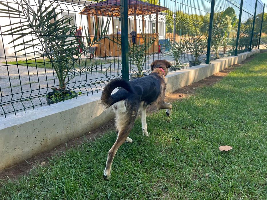 Подарявам женско Кученце