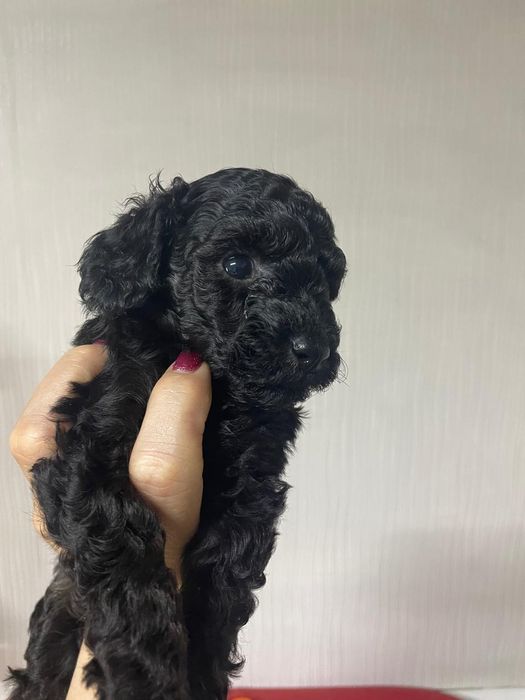 Щенки той пудель