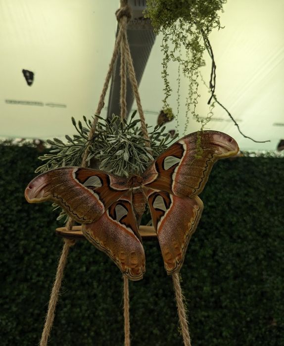 Живые Куколки Бабочки