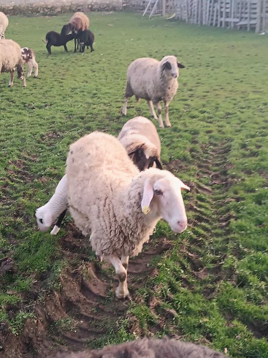 Продавам овце и агнета