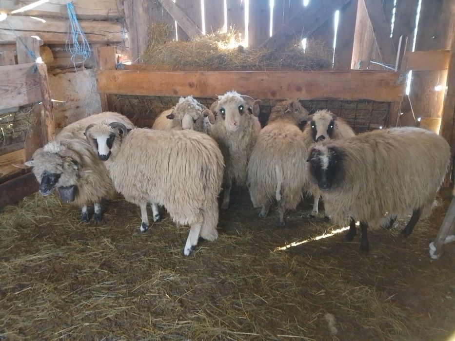 Vând  oi țurcane
