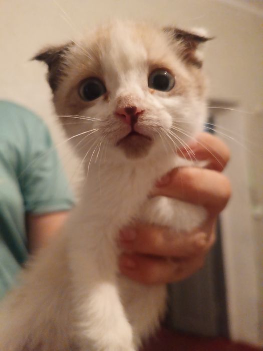 Продам котёнка Веслуахого