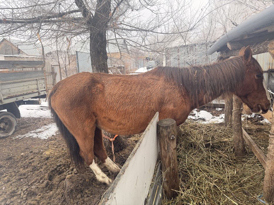 Буаз бие сатылады
