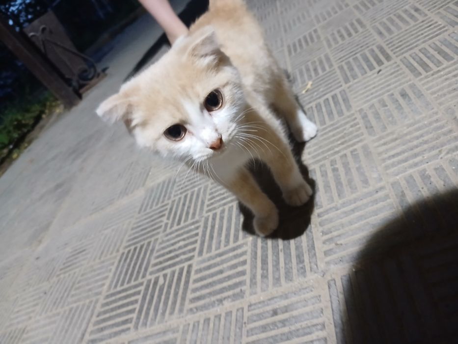 Отдам котенка в хорошие руки