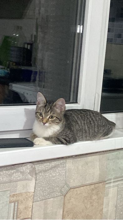 Кошка ,добрая ласковая