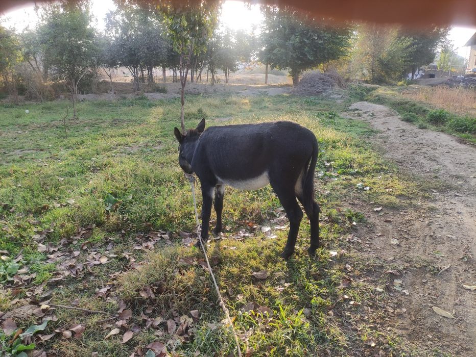 Eshshak Sotiladi 5 yosh