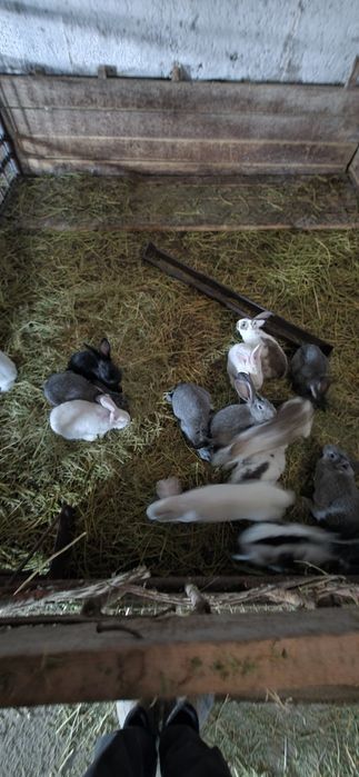 Кролики разные самцы самки