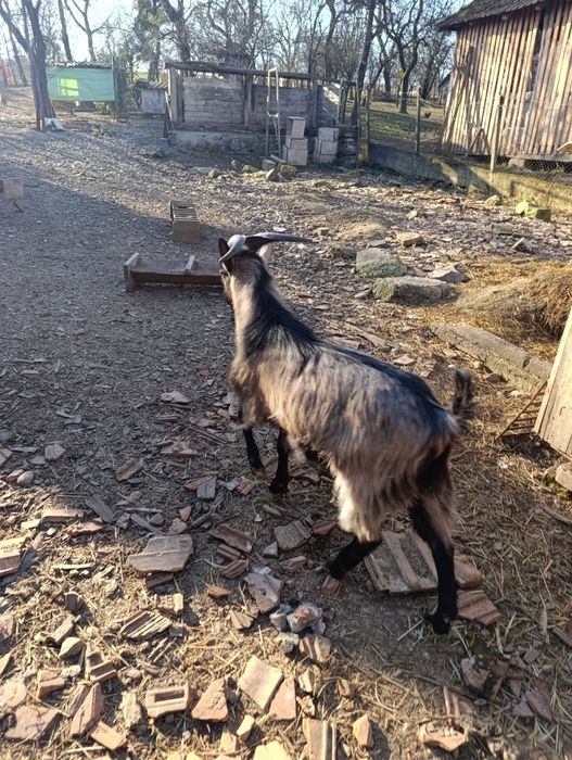 De vanzare Tiap de 1an