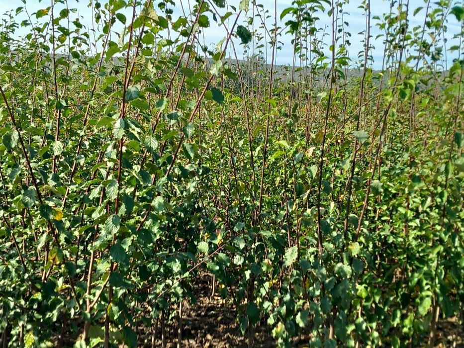 PEPINIERA TOCACIU va ofera  spre vanzare pomi fructiferi altoiti !