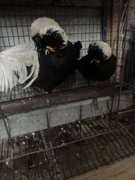 Moțată olandeză 3+1