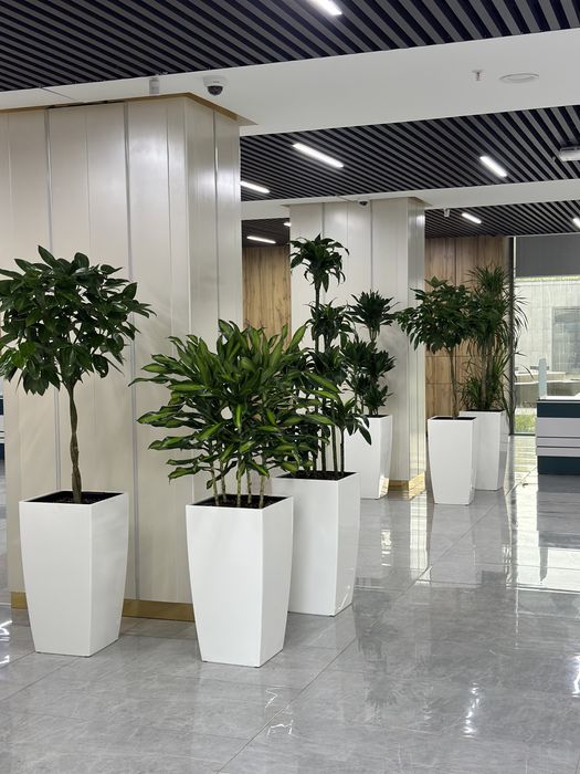 Ofis uchun gullar xonaki gullar