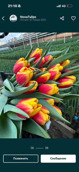 Оптом тюльпаны и в розницу