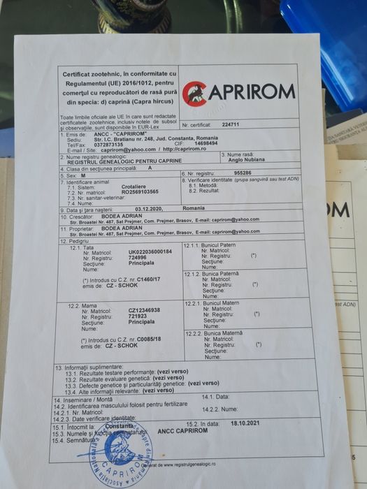 Tap anglonubian cu pedigrie