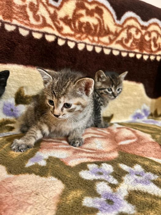 Котята Антидепрессанты)))